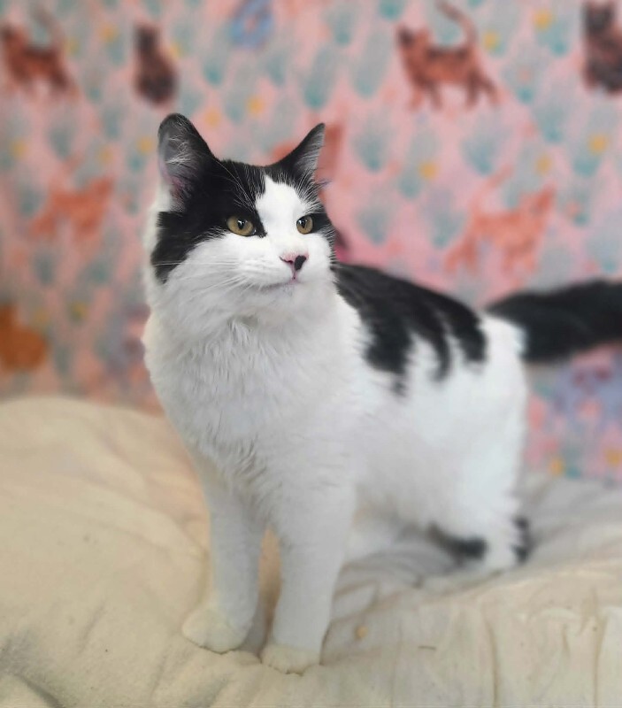 Picture of the Animal Listed